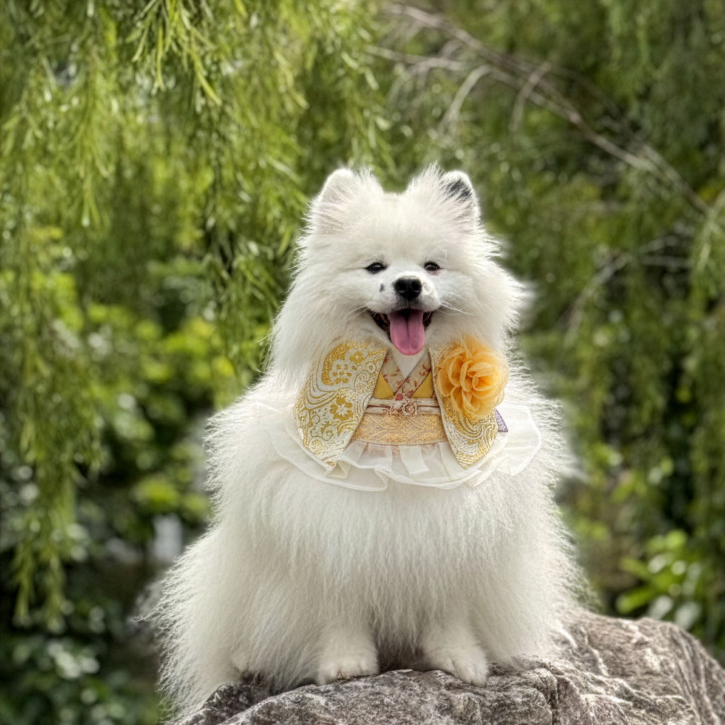 Robe 雲裳 | Pet LNY Neckwear