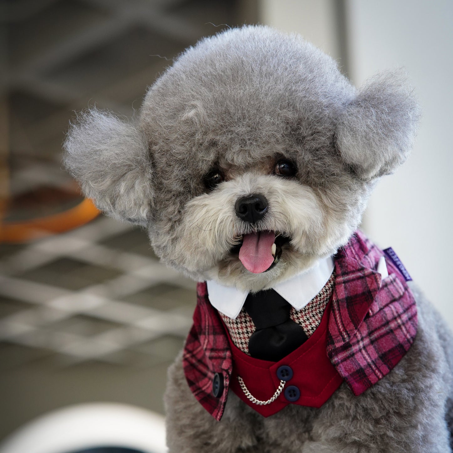 Phillip (New Colours) | Pet Bib