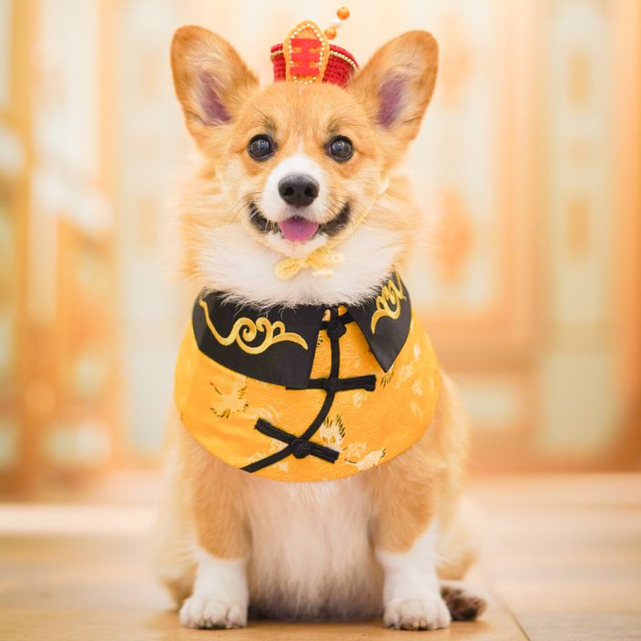 寵物節?¥å???- Kowloon (01-?‘é?)