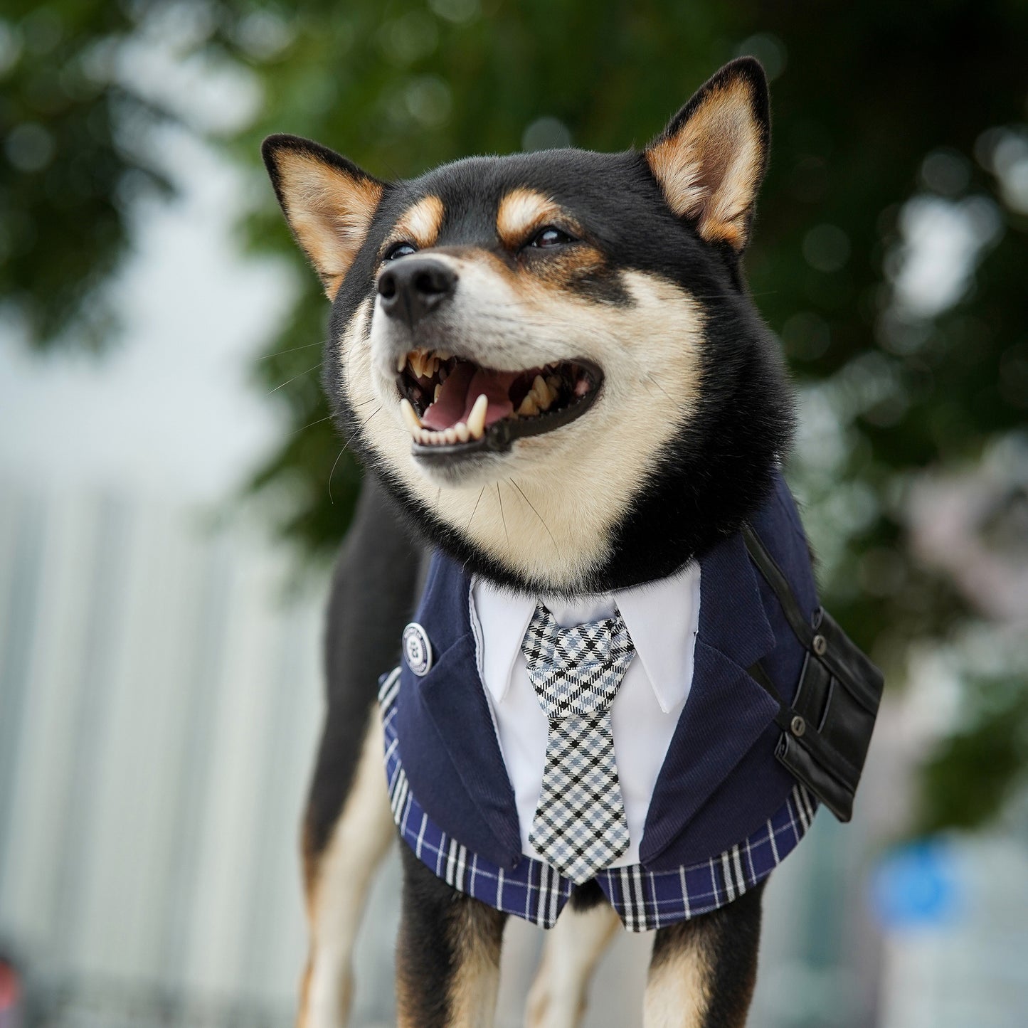 Morrison Hill  · Boys Pet Bib