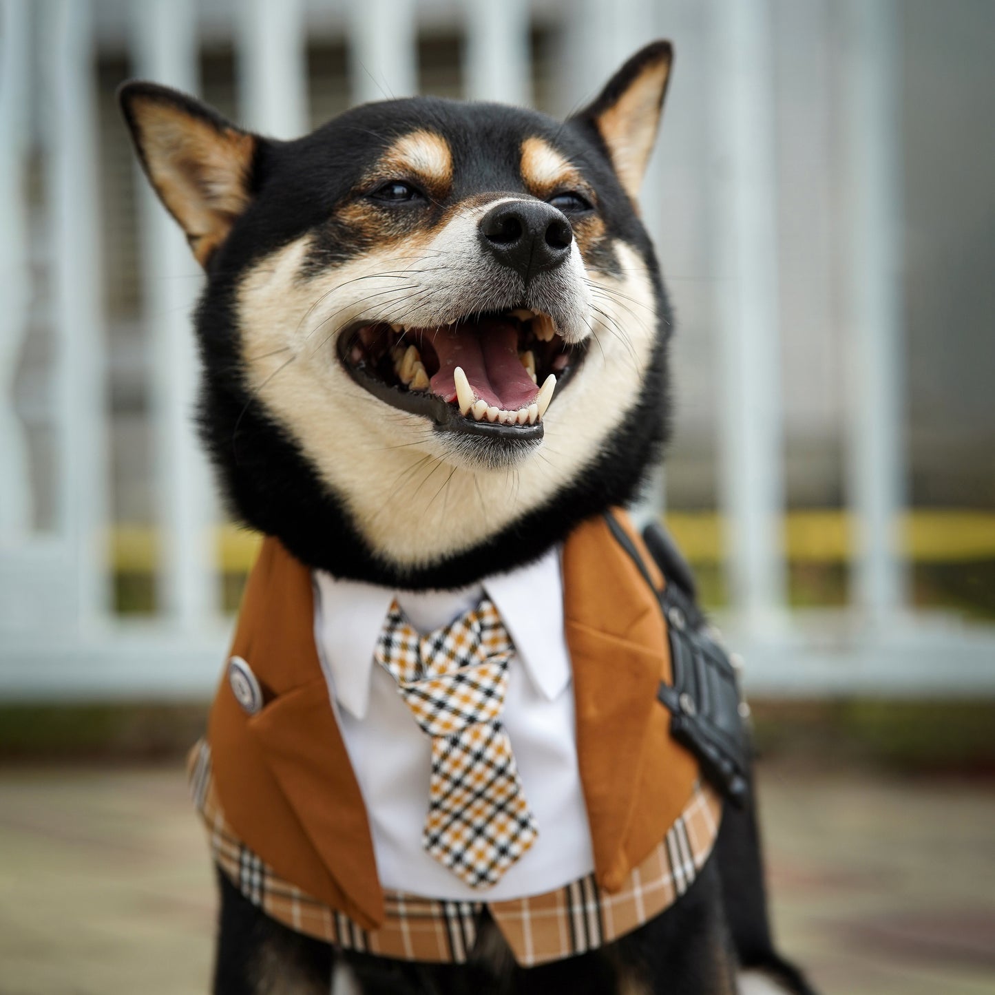 Morrison Hill  · Boys Pet Bib