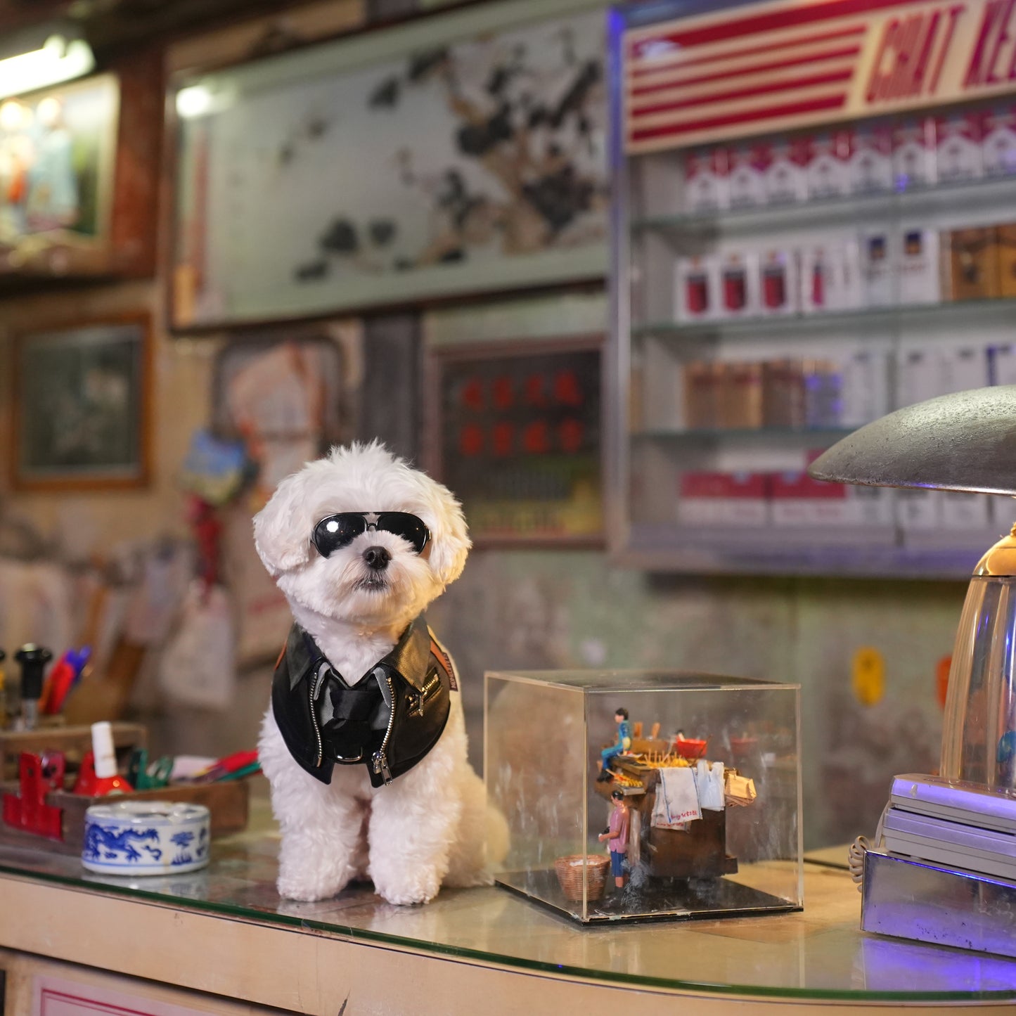 Shin (信一) | Pet Bib