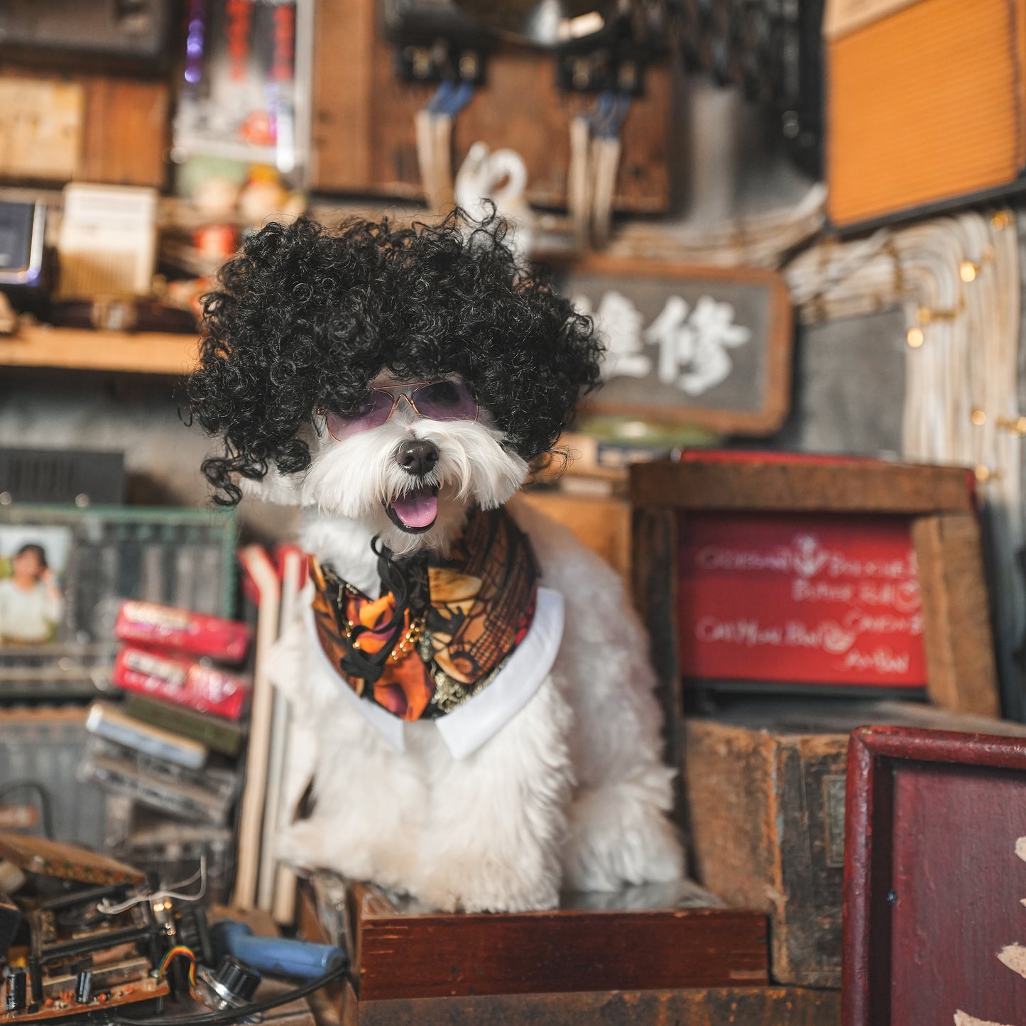 King (王九) | Pet Bib