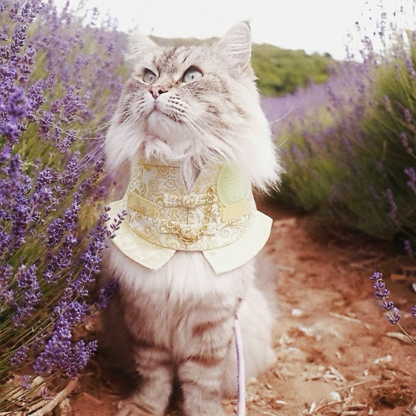 Noble 青雲 | Pet LNY Neckwear