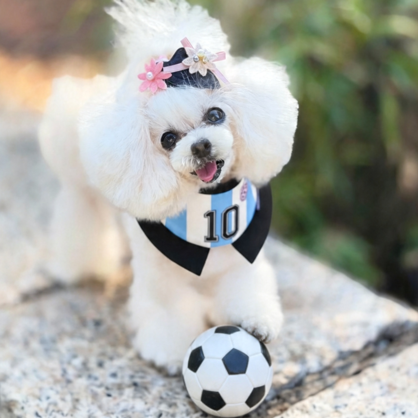 Momoji FC (2-Bueno Aires Stripes) | Pet Neckwear