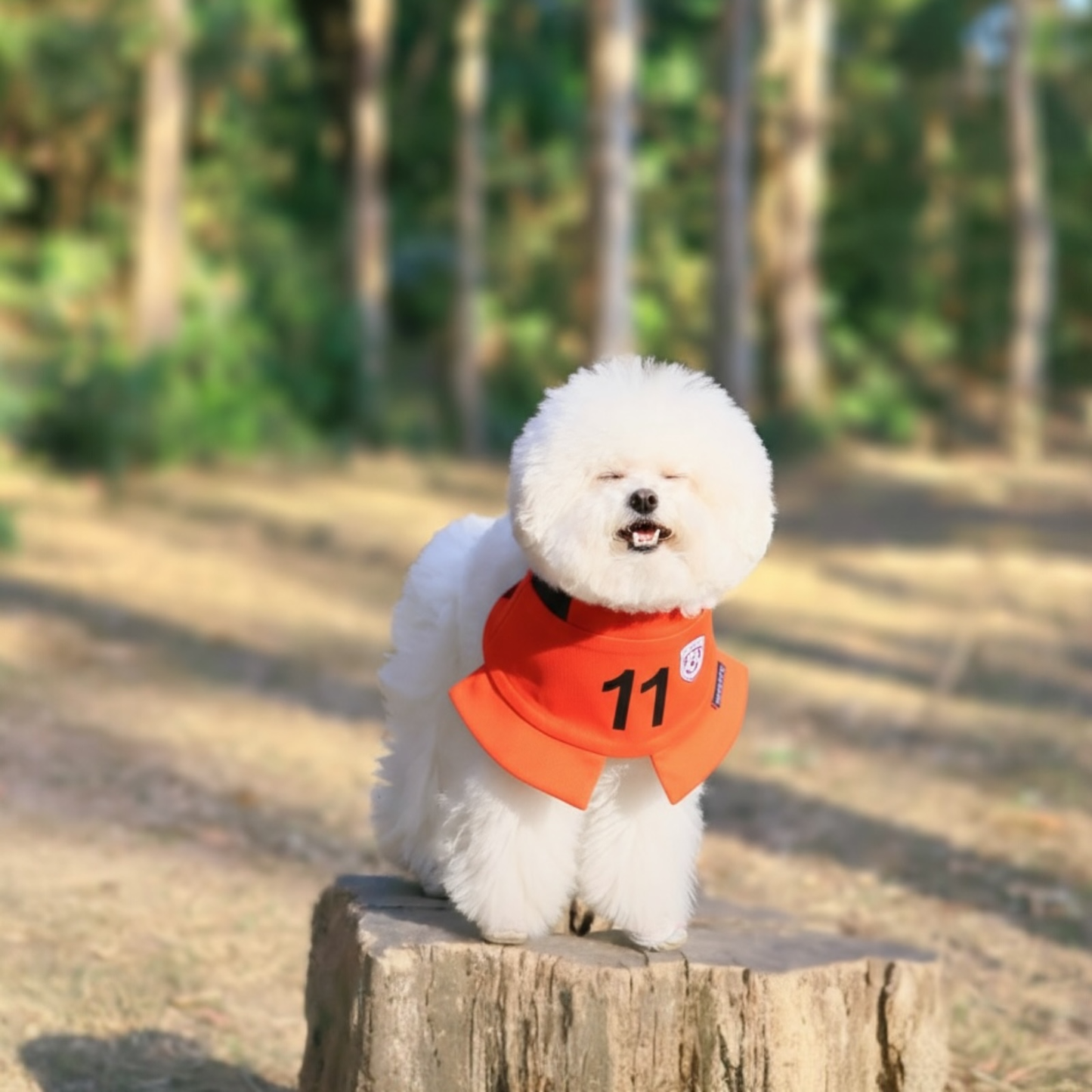 Momoji FC (3-Amsterdam Orange) | Pet Neckwear