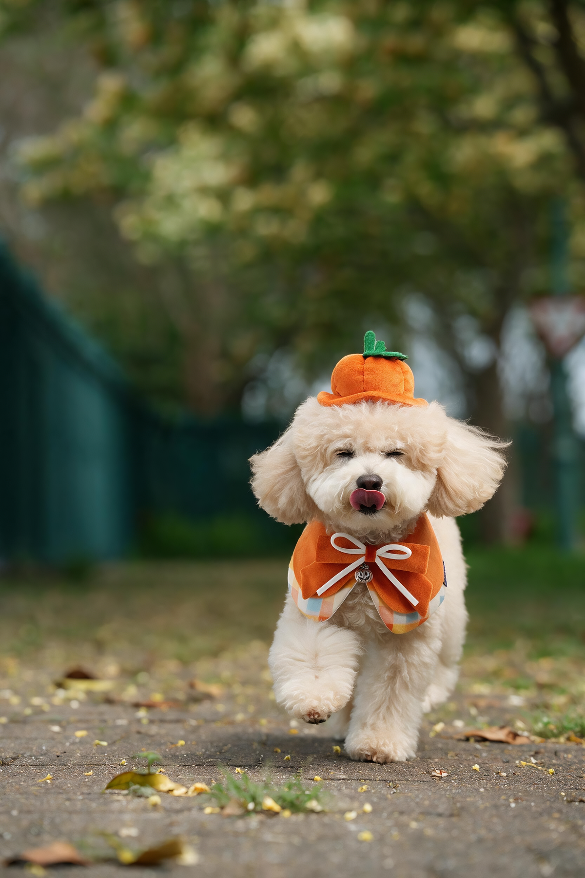 Pumpkin Scholar (1-Spiced Pumpkin) | Pet Neckwear