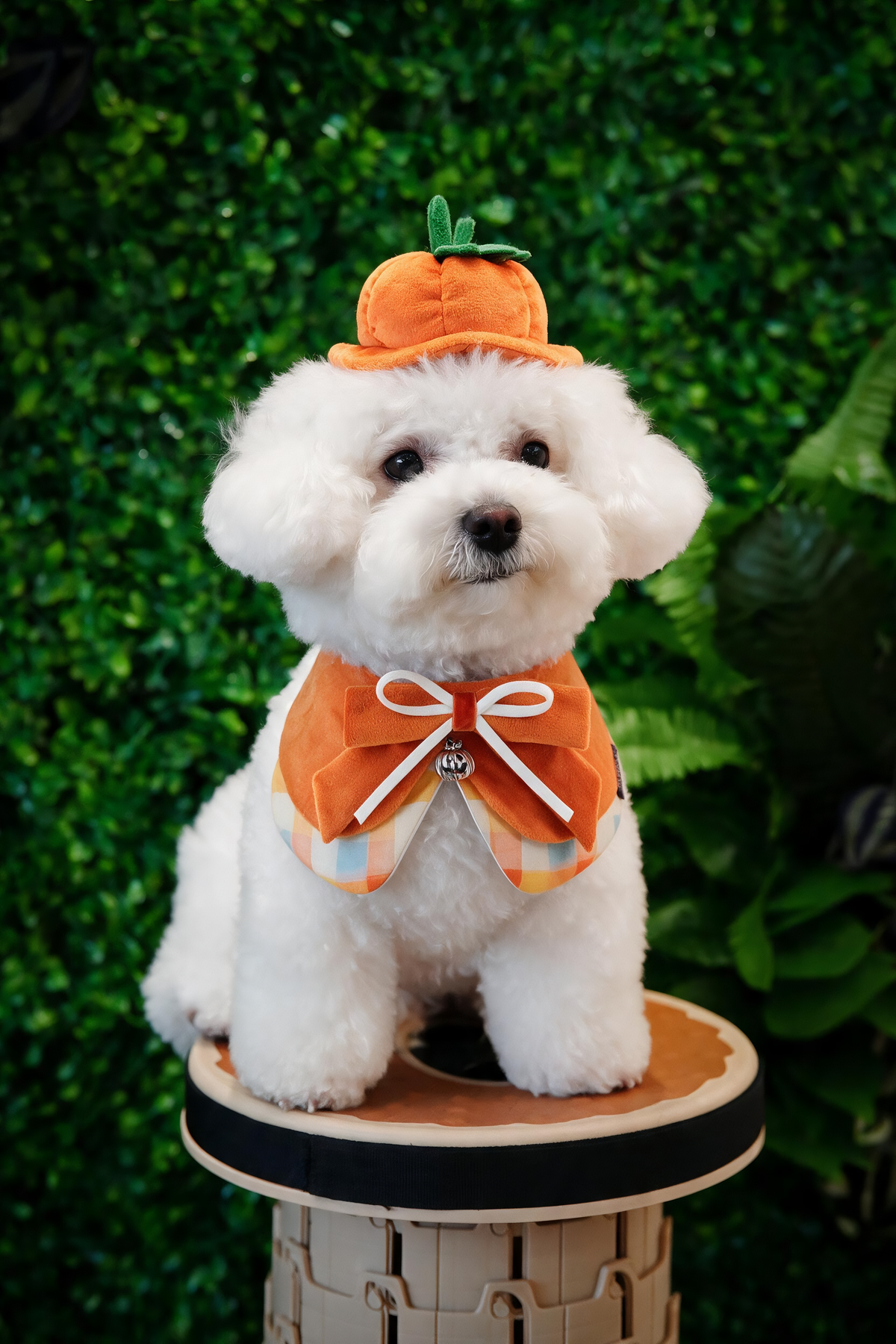 Pumpkin Scholar (1-Spiced Pumpkin) | Pet Neckwear