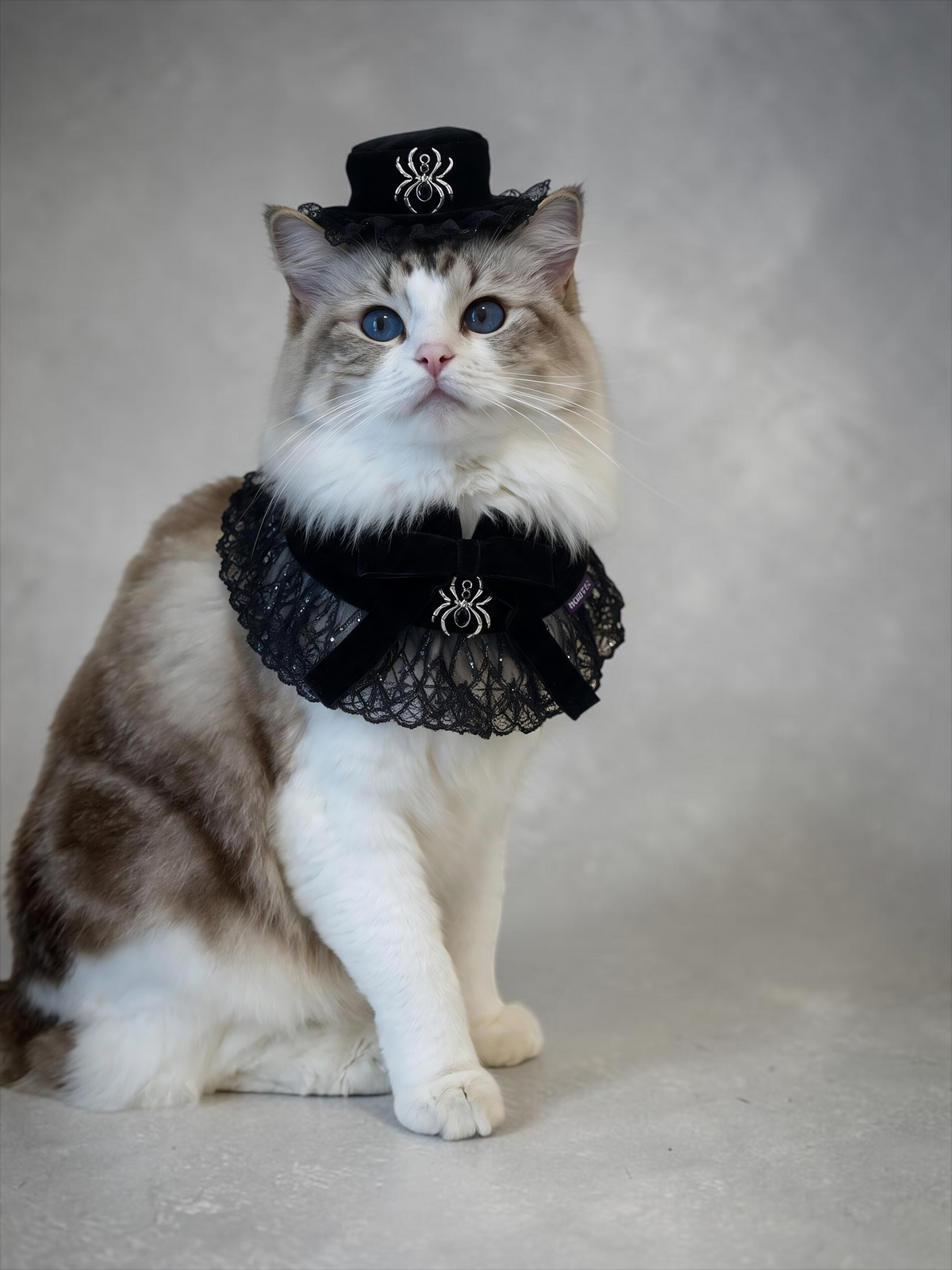 Spider Countess (1-Nocturnal Raven) | Pet Neckwear
