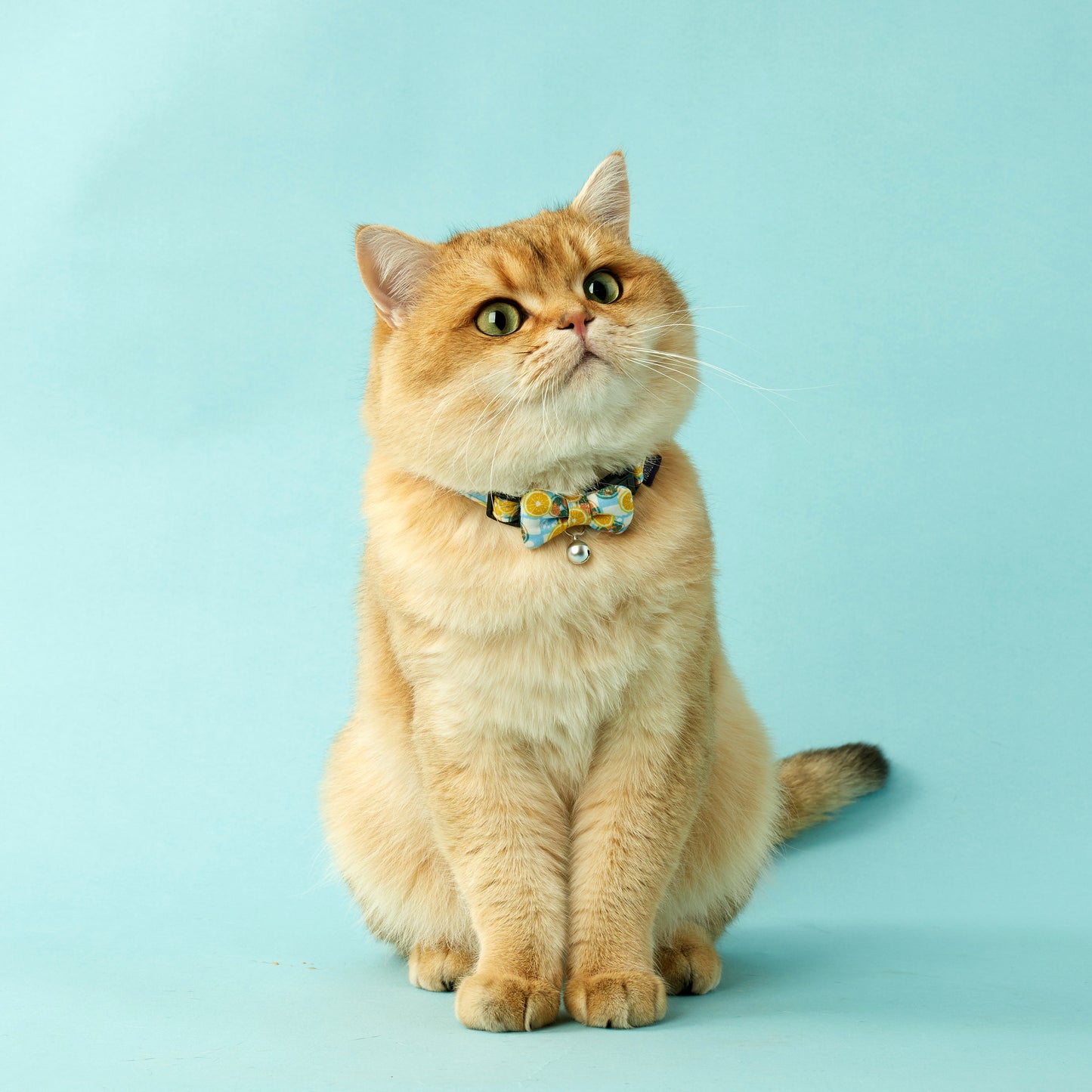 Iced Lemon Tea (C0T) | Walkwear | Hong Kong