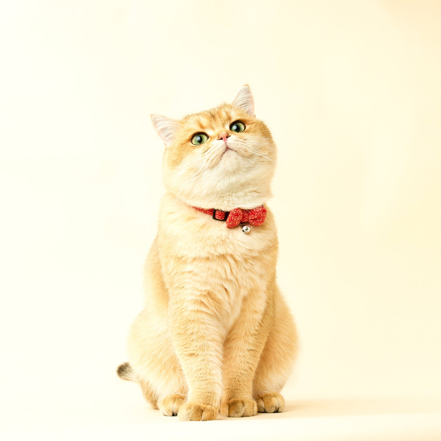 Dancing Fire Dragon | Walkwear | Hong Kong