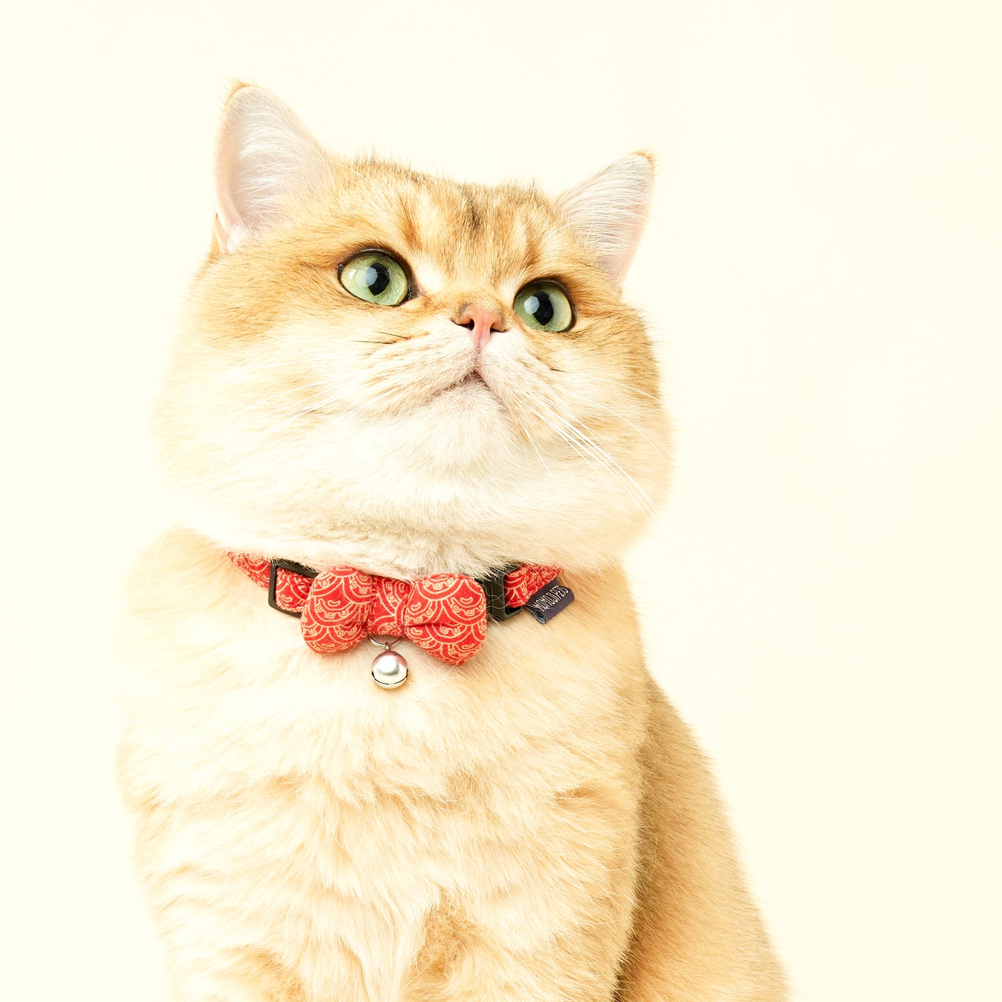 Dancing Fire Dragon | Walkwear | Hong Kong