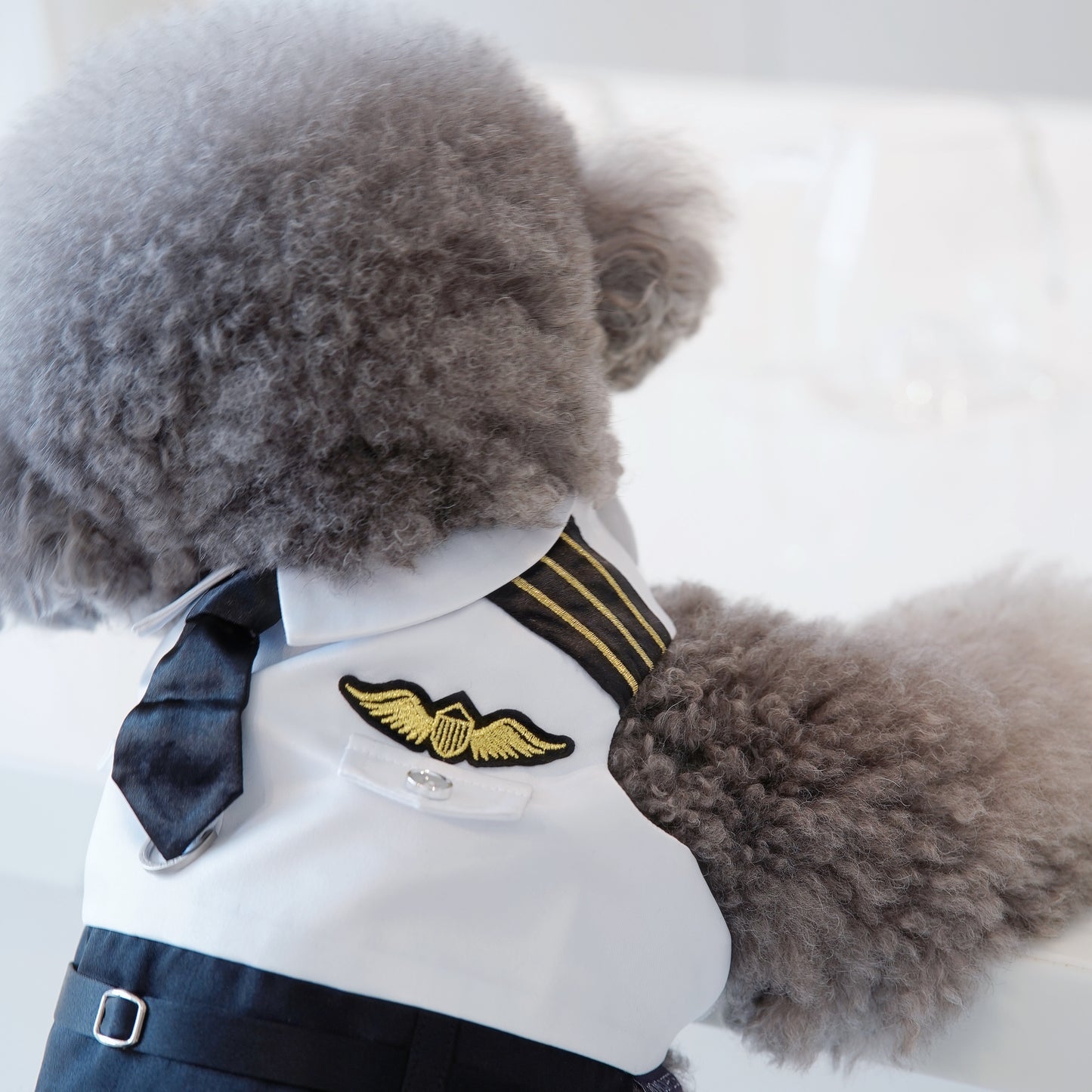 Coolmore | Pet Vest (make-to-order item)