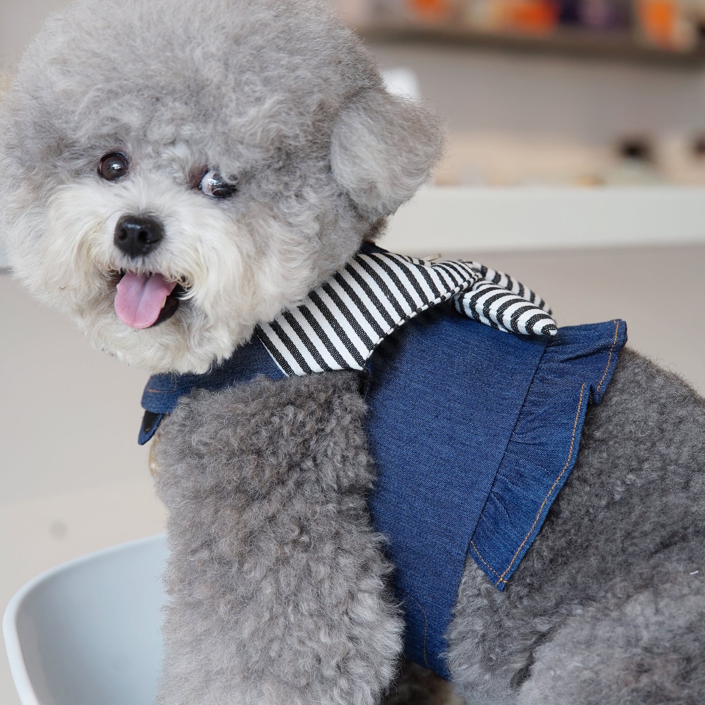 Michelle | Pet Vest (make-to-order item)