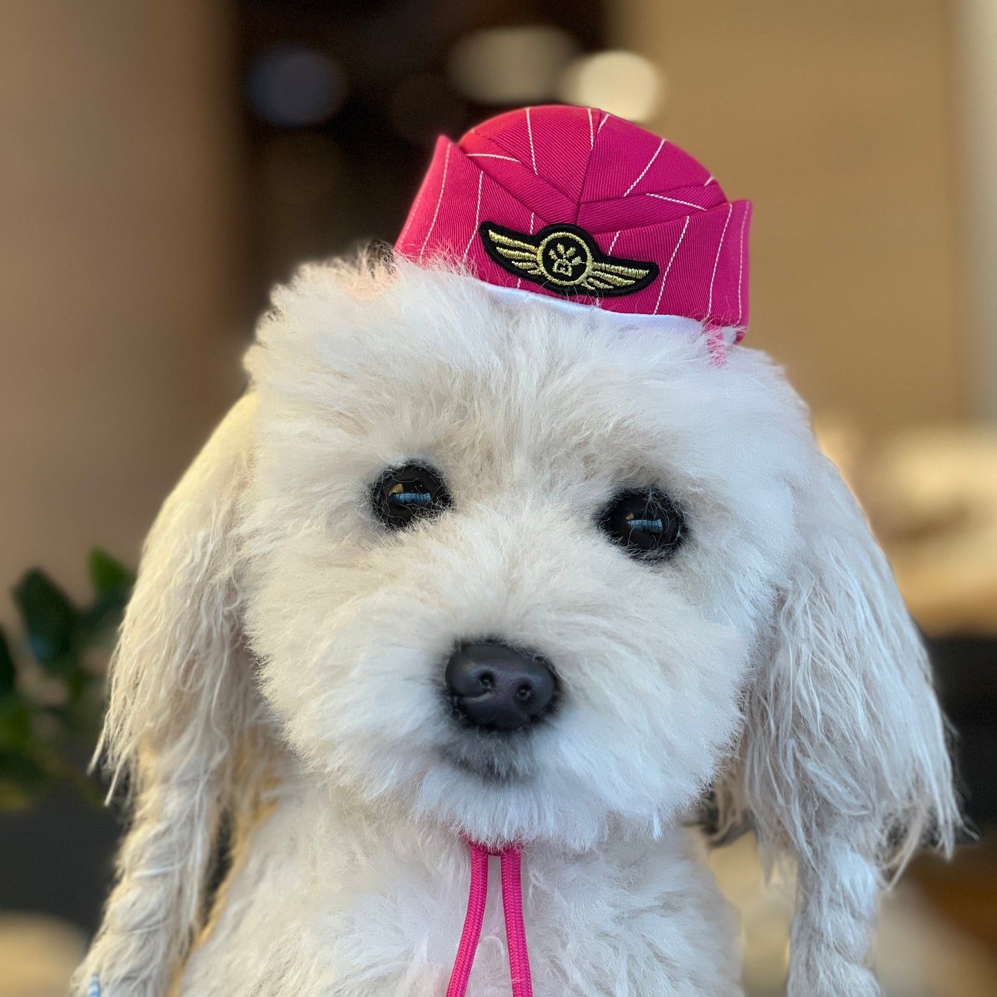 MOMOJI AIR STEWARDESS Cap