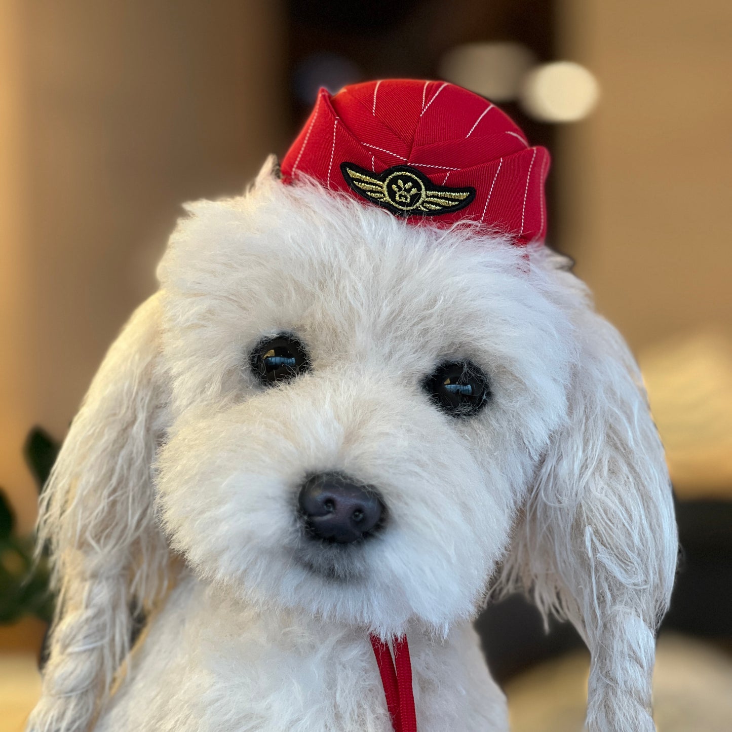 MOMOJI AIR STEWARDESS Cap