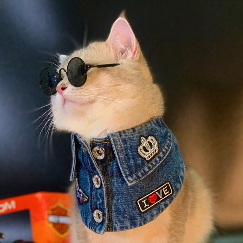 寵物?‚å??�å? - Mody (01-?›ä???