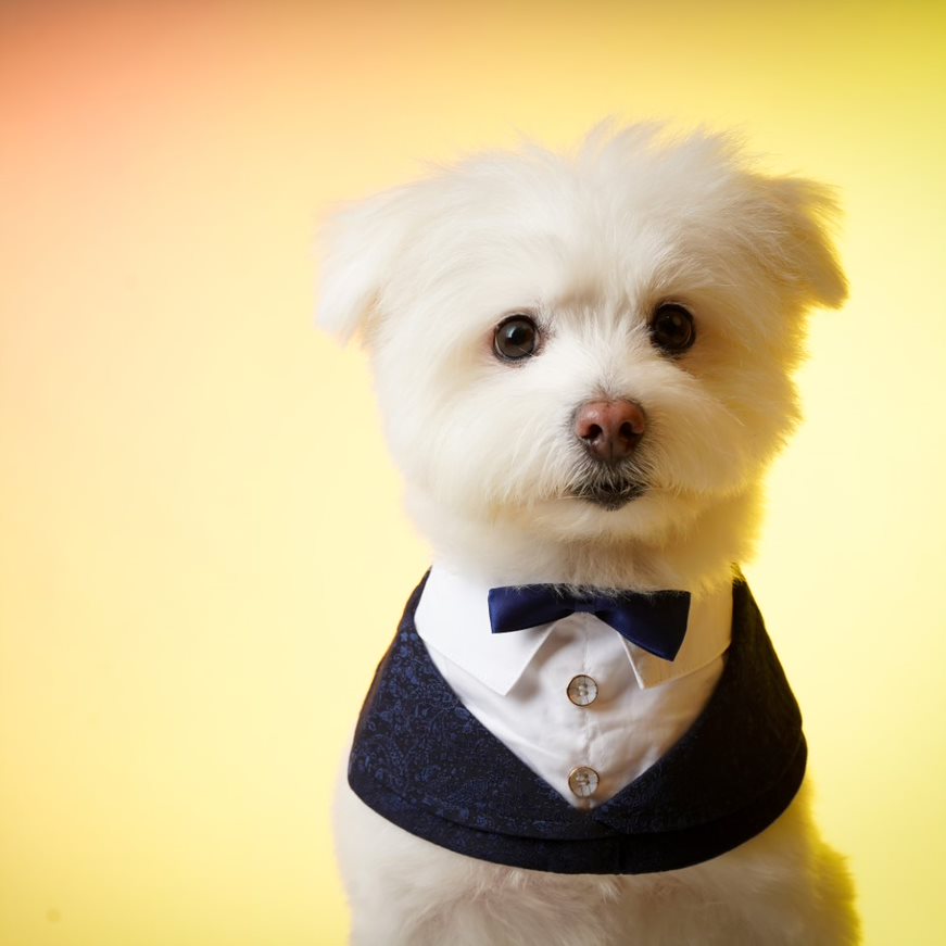 寵物洋æ??�å? - Tonnochy (02-?›è?)